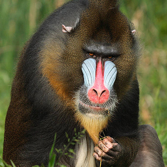 Mandrill