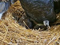 Schwarzschwan Küken in der Tierwelt Herberstein