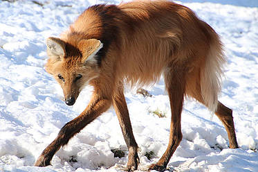 Mähnenwolf im Winter in der Tierwelt Herberstein