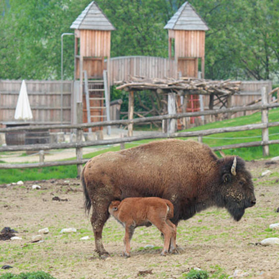 Bison