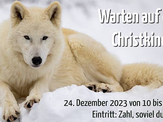 Warten auf das Christkind!