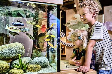 Aquarium im Haus der Biodiversität in der Tierwelt Herberstein (c) mavric