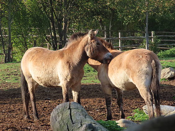 Artenschutz in der Tierwelt Herberstein in der Steiermark