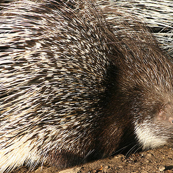 Weißschwanz-Stachelschwein
