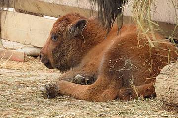 Bisonkalb in der Tierwelt Herberstein