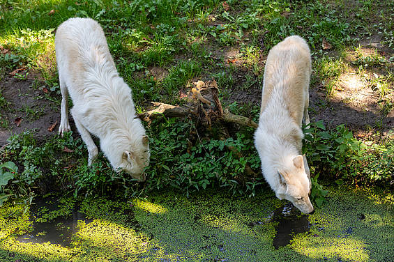 Polarwölfe Herbert und Bjelle in der Tierwelt Herberstein