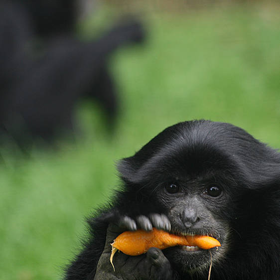 Siamang