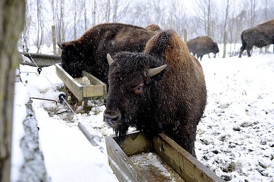 Bisons im Winter in der Tierwelt Herberstein