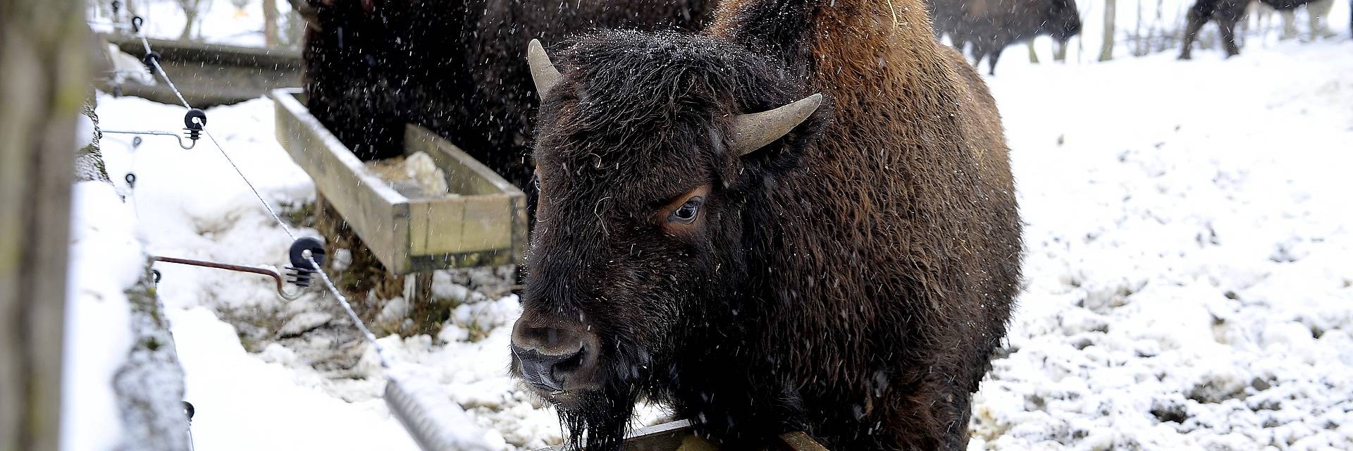 Bison Winter