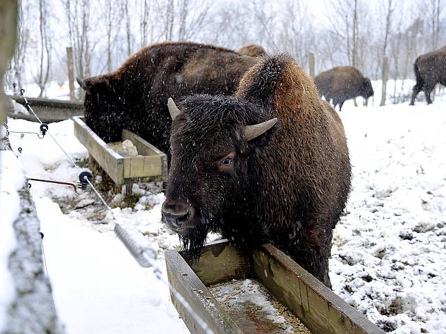 Bison Winter