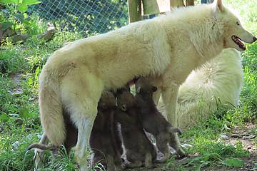 Polarwolfbabies werden von Mama gefüttert in der Tierwelt Herberstein