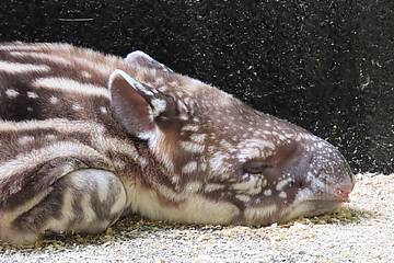 Tapirbaby seitliche Aufnahme in der Tierwelt Herberstein