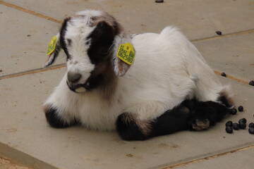 Tierbabys in der Steiermark