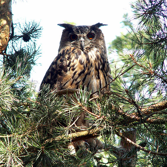 Uhu in der Tierwelt Herberstein (c) Alexander Bartl | pixelio.de