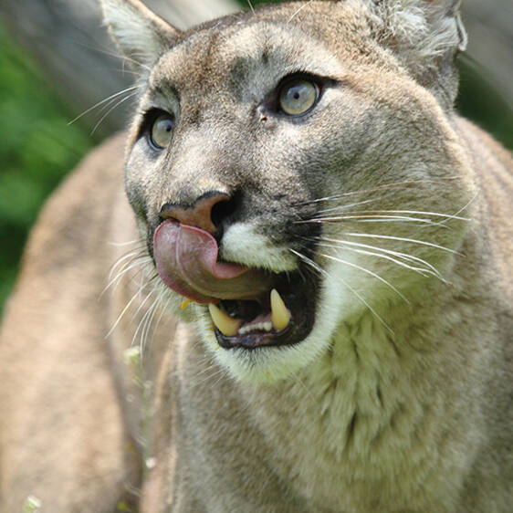 Puma im Tierpark in der Steiermark