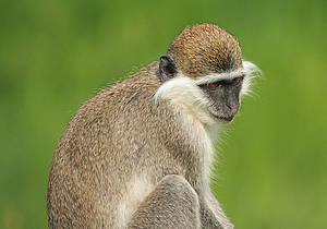 Grüne Meerkatze in der Steiermark