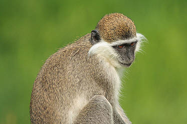 Grüne Meerkatze in der Tierwelt Herberstein