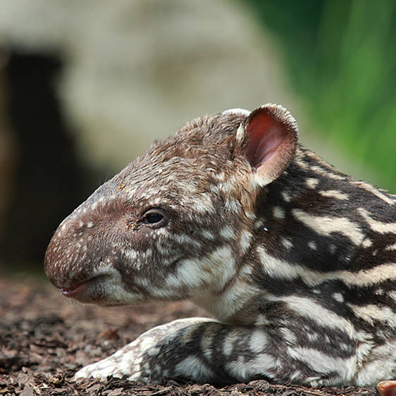 Flachland Tapir