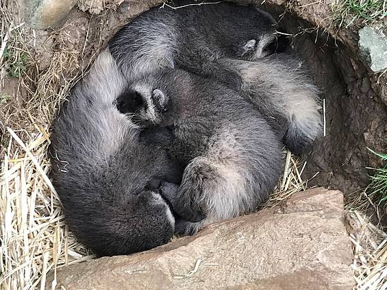 Vielfraß Jungtiere in der Tierwelt Herberstein