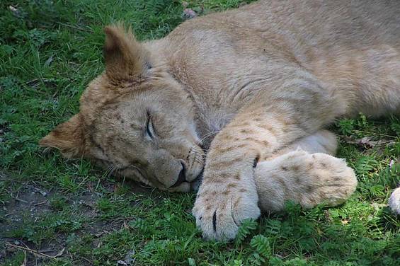 Löwe ruht sich aus in der Tierwelt Herberstein