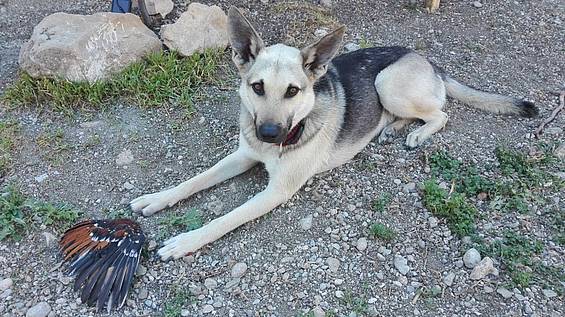 Naturschutzhund Chilly hat einen Vogelkadaver gefunden Copyright Stefan Knöpfer