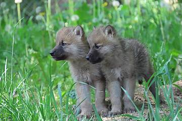 2 Polarwolfbabies nebeneinander in der Tierwelt Herberstein