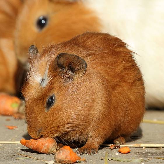 Meerschweinchen