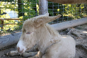 Esel in der Tierwelt Herberstein