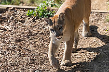 Puma a Herberstein állatvilágban