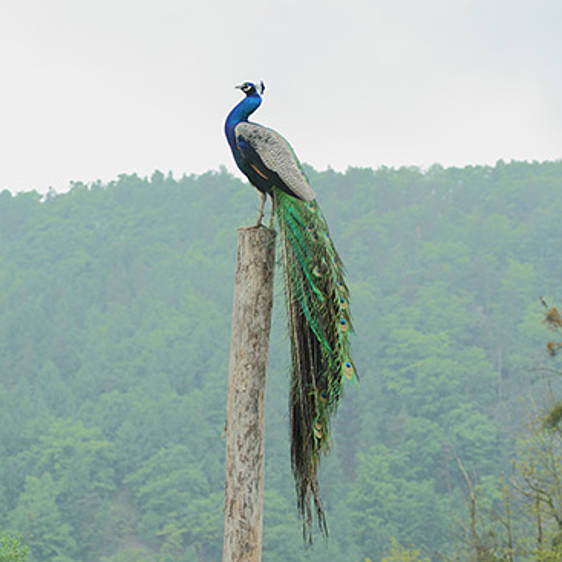 Blauer Pfau