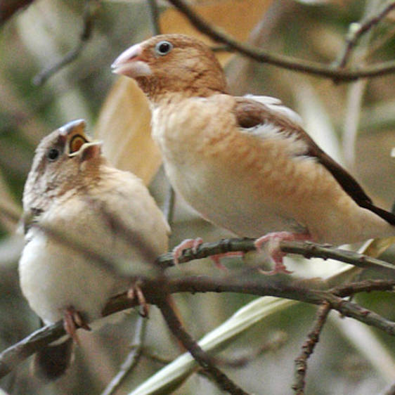 Silberschnäbelchen