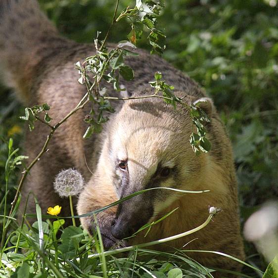 Südamerikanischer Nasenbär