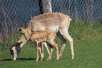 Hirschziegenantilope in der Tierwelt Herberstein