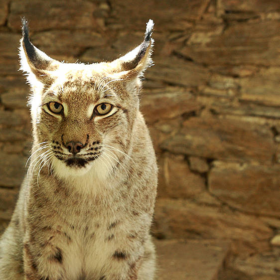 Eurasischer Luchs