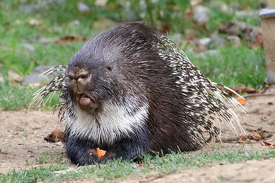 Stachelschwein in der Tierwelt Herberstein