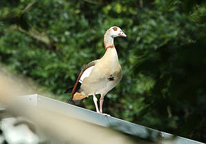 Nilgans im Tierpark in der Steiermark