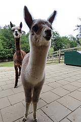 Alpakas in der Tierwelt Herberstein