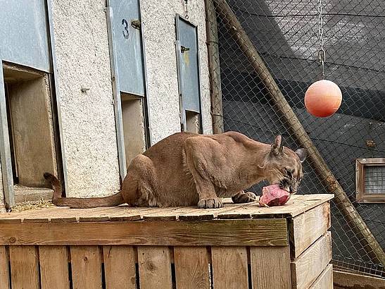 Puma Pelé ist in der Steiermark