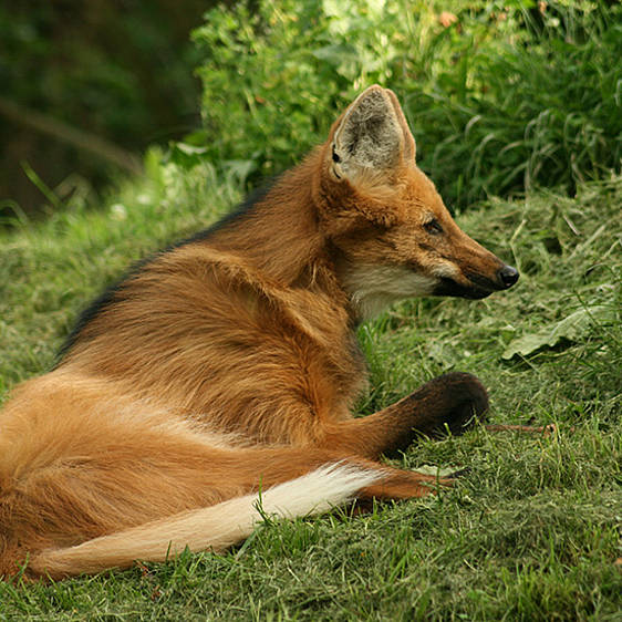 Mähnenwolf