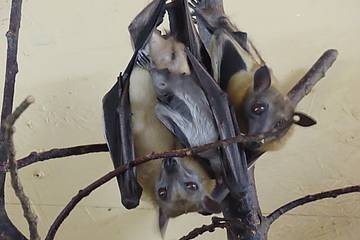 Palmenflughund Jungtiere in der Tierwelt Herberstein