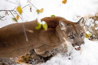 Puma der Tierwelt Herberstein im Winter (c) Harry Schiffer