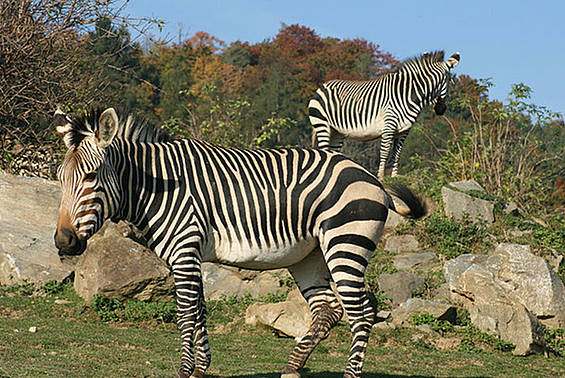 Zebra im Herbst