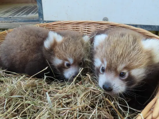 PANDA-stischer Nachwuchs in der Tierwelt Herberstein