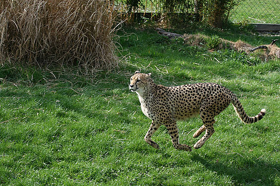 Gepard der Tierwelt Herberstein