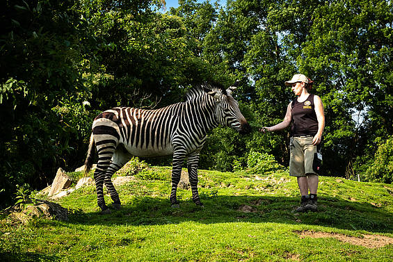 Kommentierte Fütterungen bei den Zebras in der Tierwelt Herberstein Copyright by Andreas Litzellachner