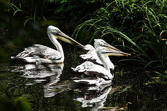 pelican in the water at Tierwelt Herberstein