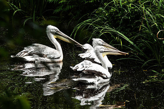 Vögel im Wasser im Fluss durch die Tierwelt Herberstein