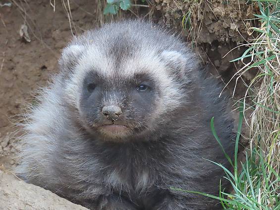 Vielfraß Floki in der Tierwelt Herberstein