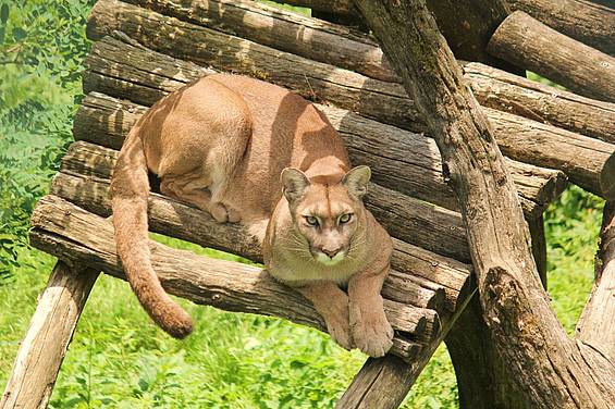 Puma in der Tierwelt Herberstein 