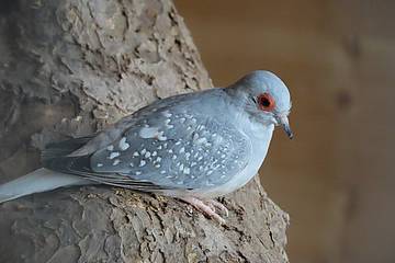 Diamanttäubchen in der Tierwelt Herberstein